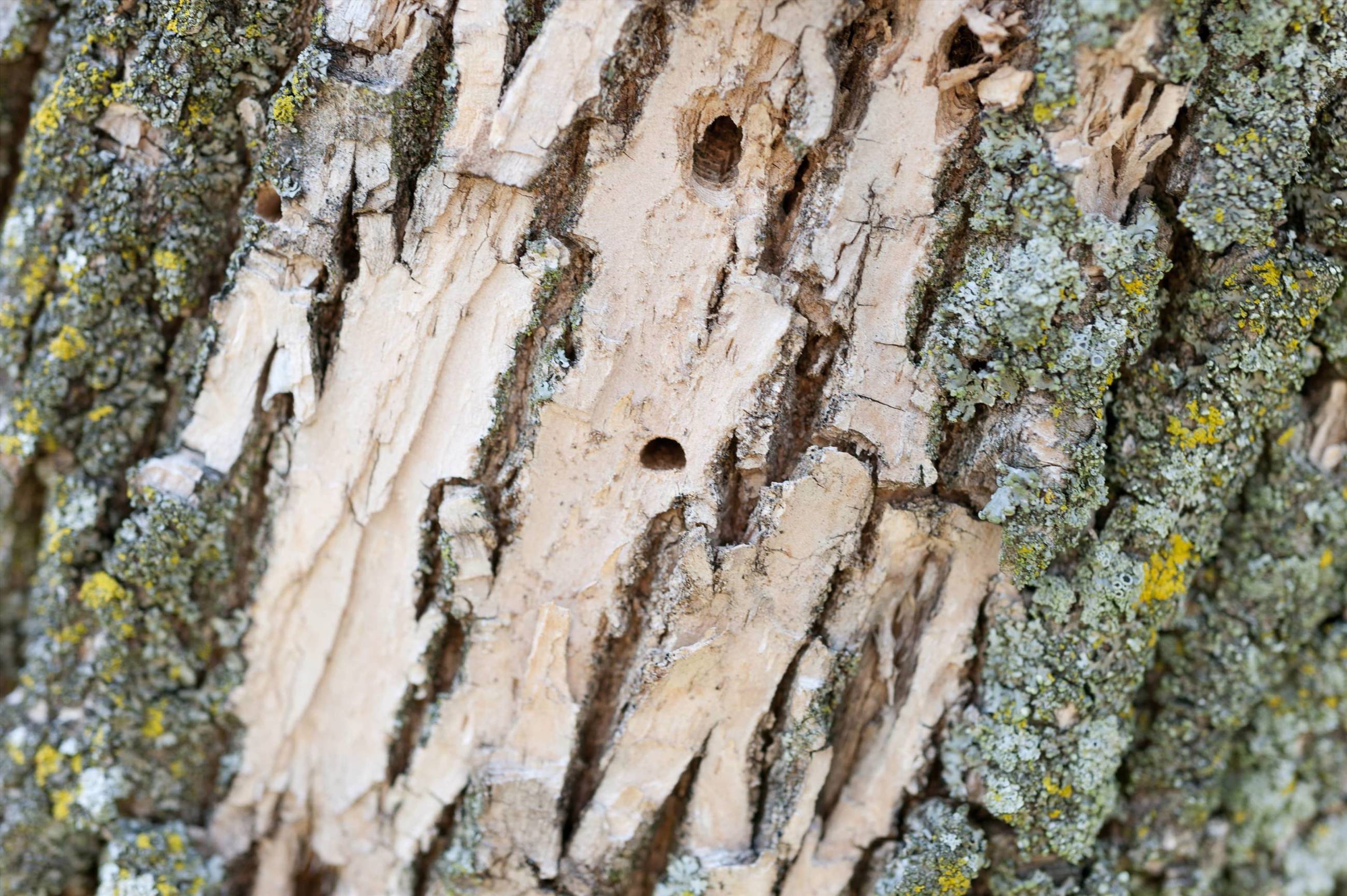 Holes In Tree Trunk Small Medium Large Davey Tree
