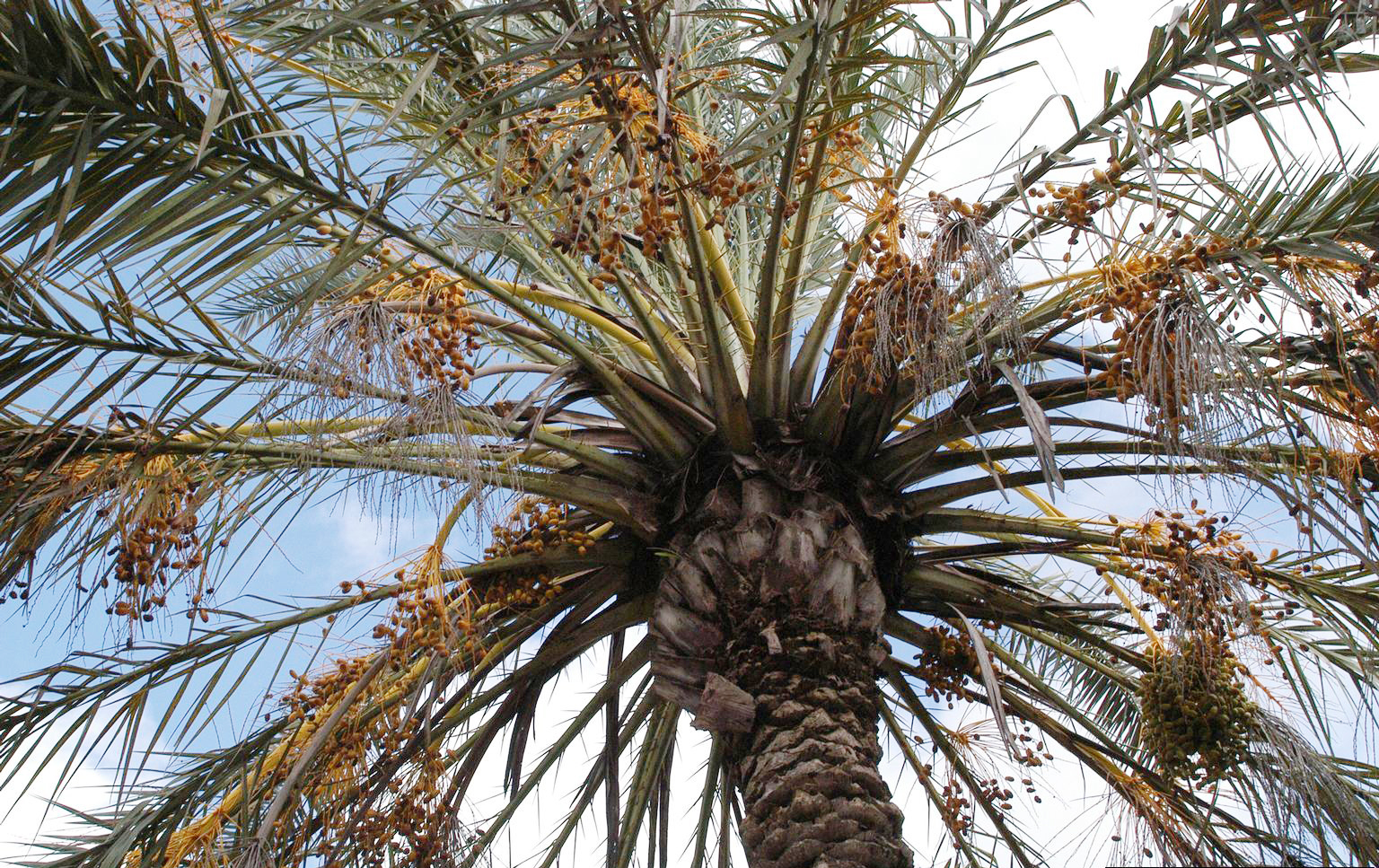 Bronzing Of Palms