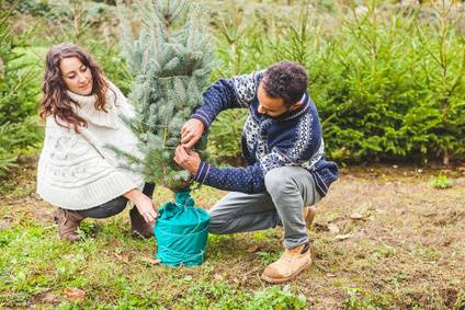 Planting A Christmas Tree With Root Ball