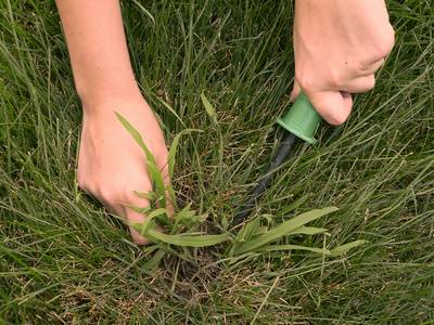 Davey Tree Crabgrass