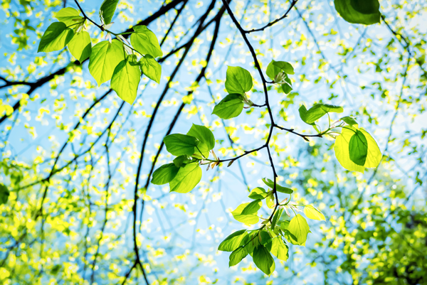 Tree Branch With Leaves