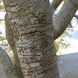 Sapsucker Damage