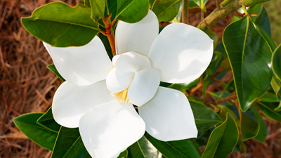 Little Gem Magnolia