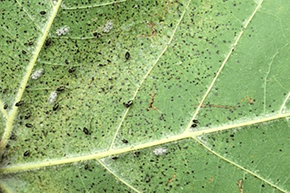 Lace Bug Life Cycle