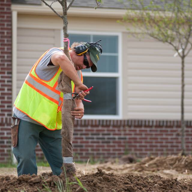 Plantmoretrees 21