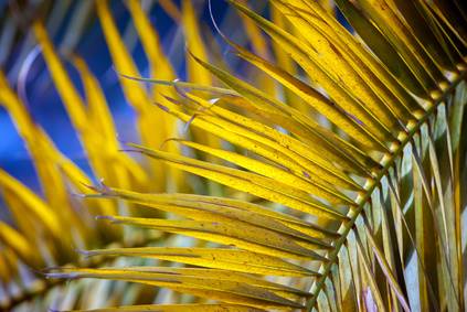 Yellow Palm Tree Fronds Davey Tree