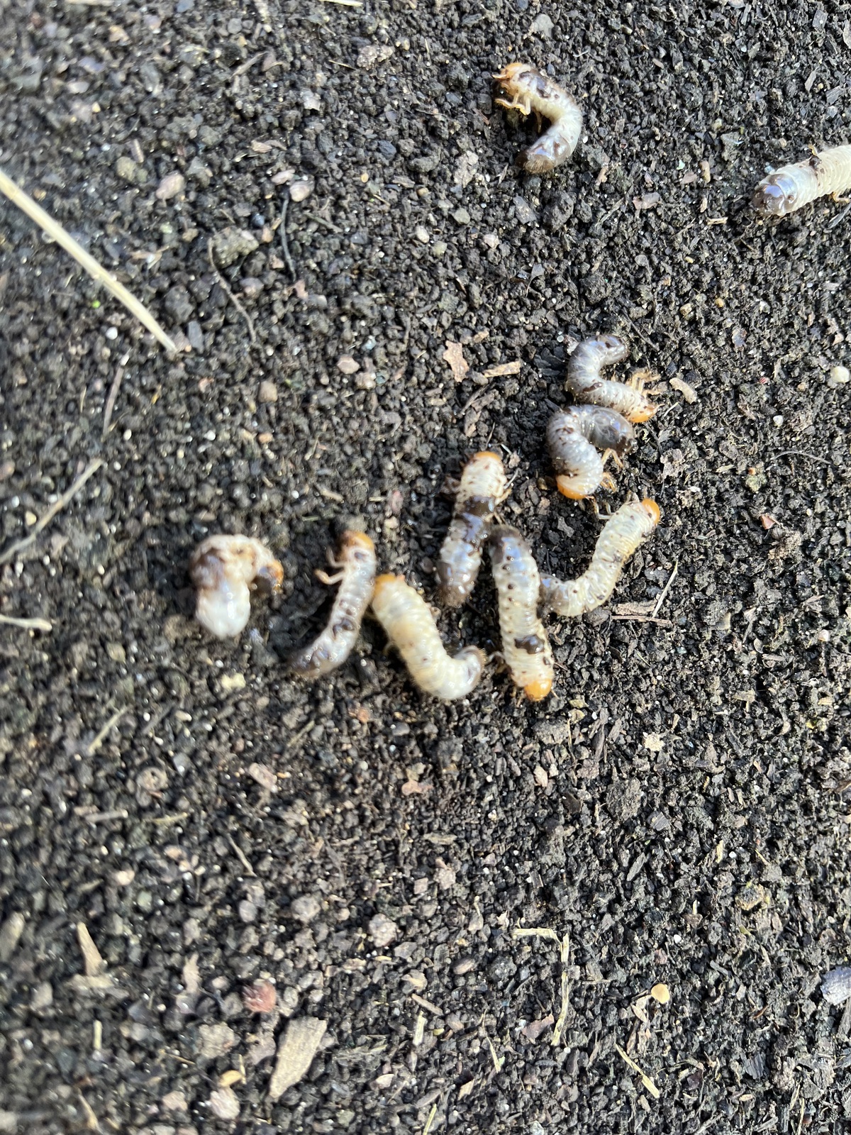 JB Grubs1