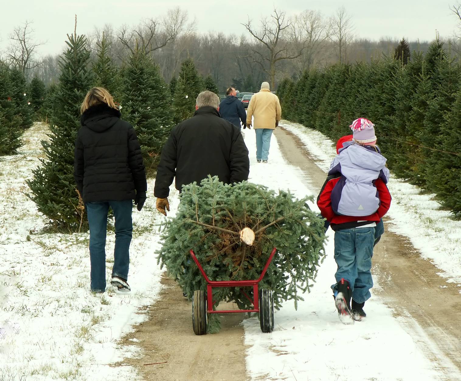 Chritmas Tree Farm