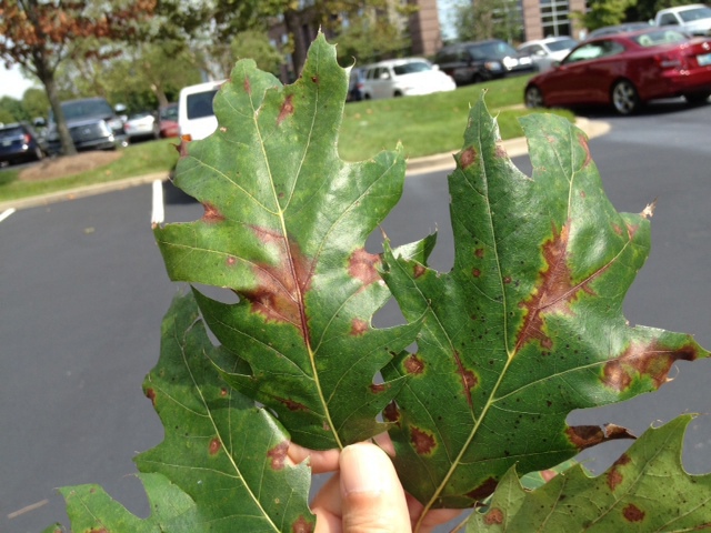 Anthracnose And Leaf Spot On Red Oak Nashville Close Up