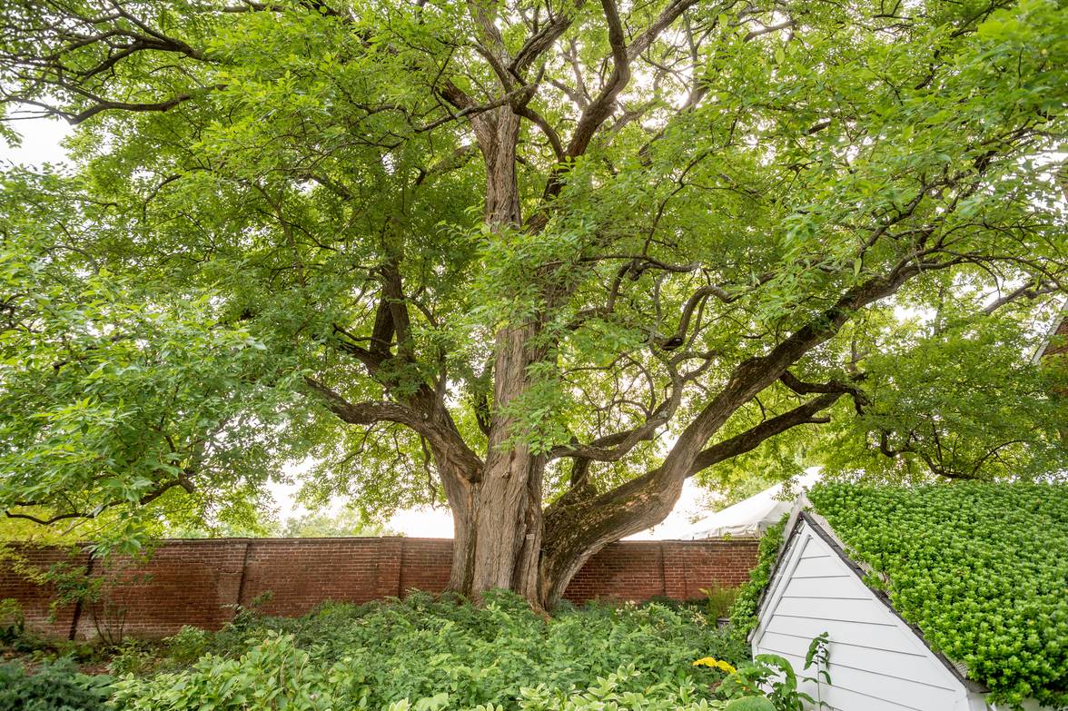 What A Tree Needs To Be Healthy Big Beautiful Tree Near House Davey Tree