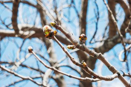 Davey Tree Tree With Buds But No Leaves