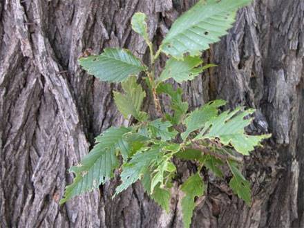 Cankerworm