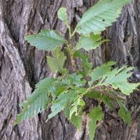 Cankerworm
