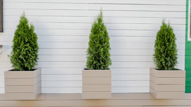 Tall Evergreen Container Plants