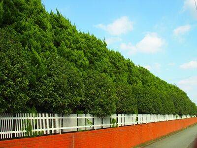 Wind Break Trees