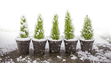 Winter Evergreen Container Plants