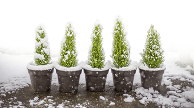 Winter Evergreen Container Plants