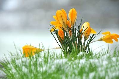 Yellow Crocus