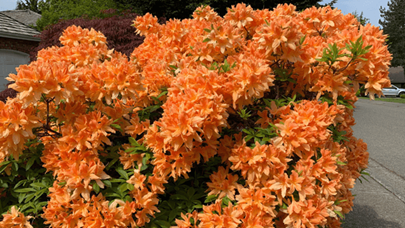 Rhodies 600X338