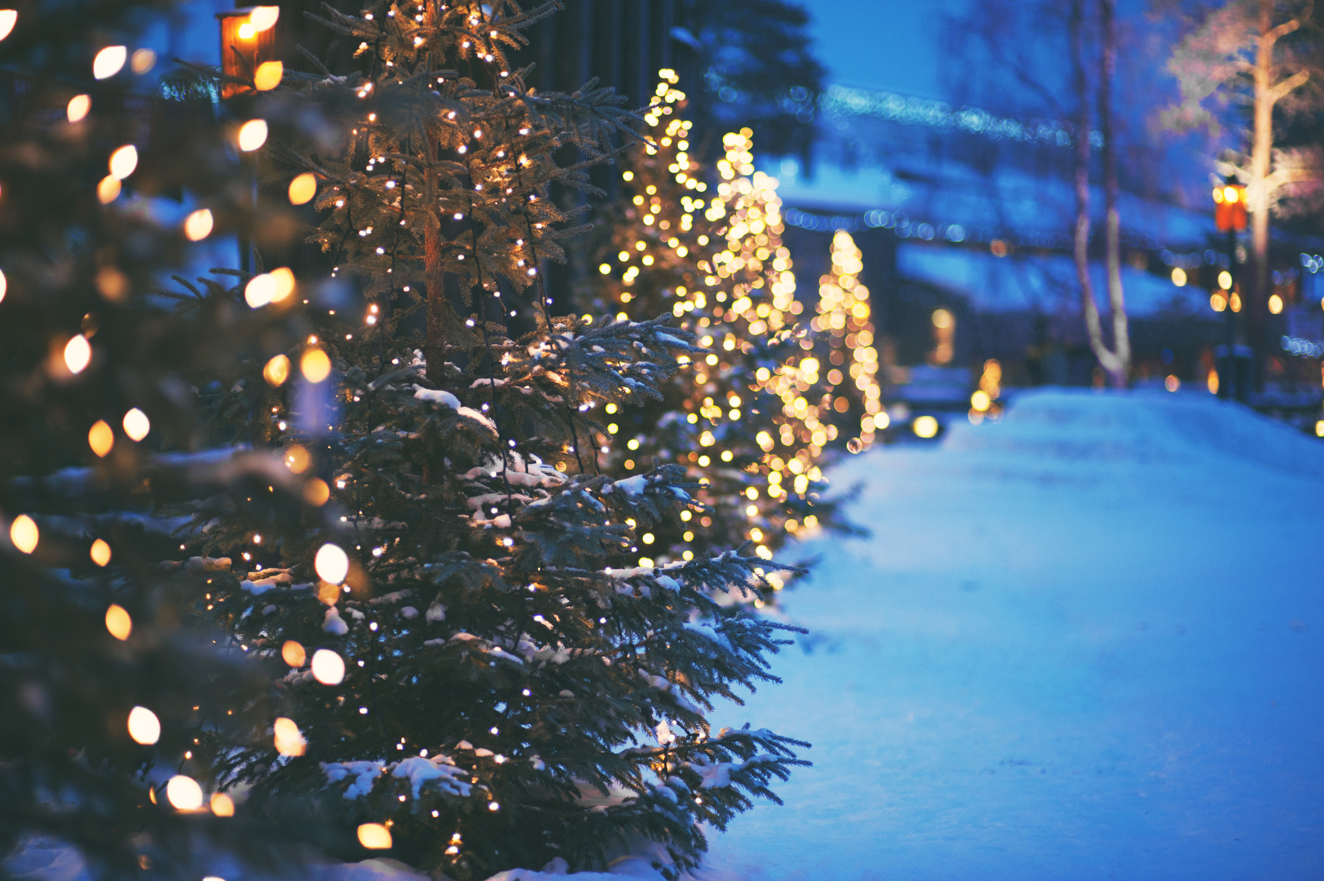 Wrapping Outdoor Trees With Christmas Lights
