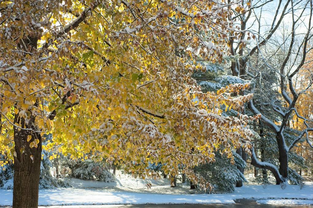 How Do Trees Prepare For Winter And Tree Dormancy Tree With Autumn Leaves And Snow Davey Tree
