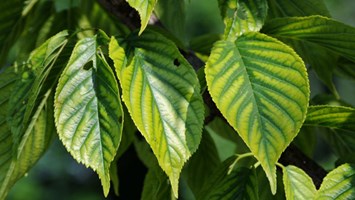 Chlorosis 600X338