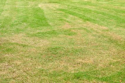 Yellow Grass Over Fertilized Fertilizer Burn Davey Tree
