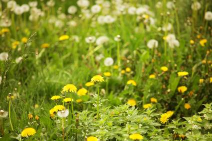 Lawn Full Of Weeds How To Kill Or Get Rid Of Davey Tree