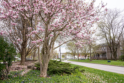 Magnolia Tree