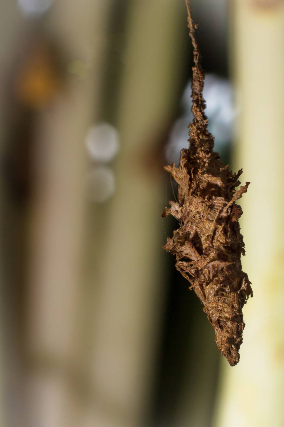 Bagworm