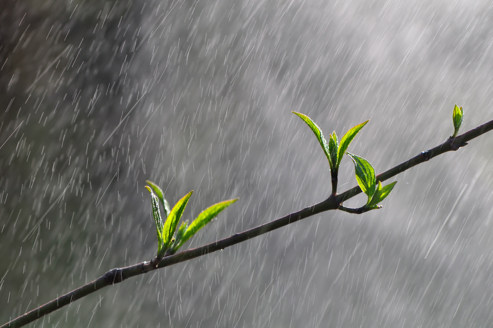 Heavy Rain