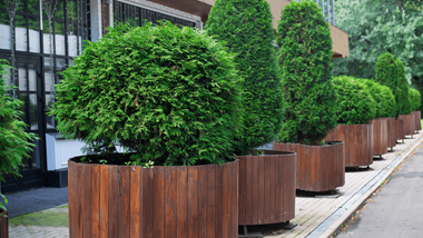 Dwarf Evergreen Container Plants