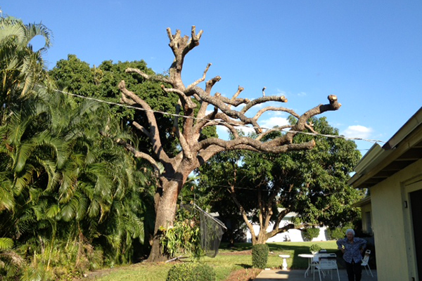 Live Oak Englunds Tree Service