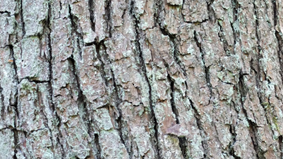 Ss 641436253 Ash Tree Bark