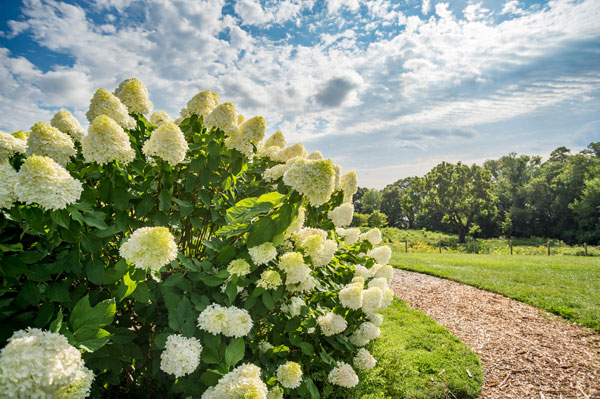 How Do I Get My Hydrangea To Bloom