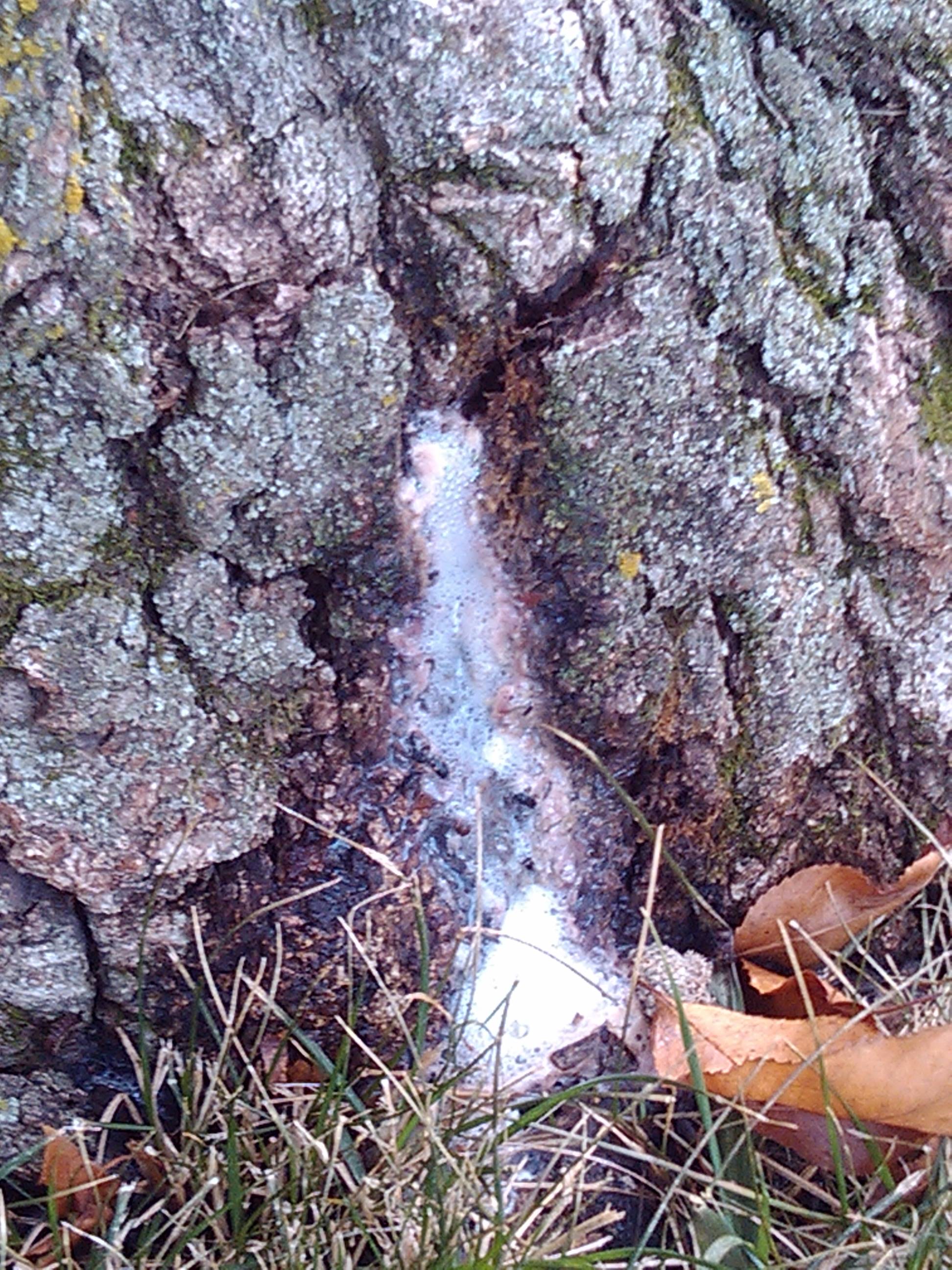 Tree Leaking Water Bacterial Wetwood Davey Tree
