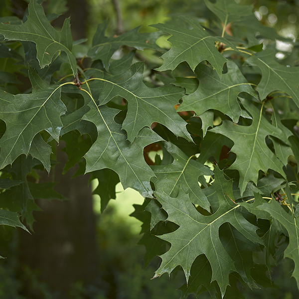 Pin Oak Tree Care