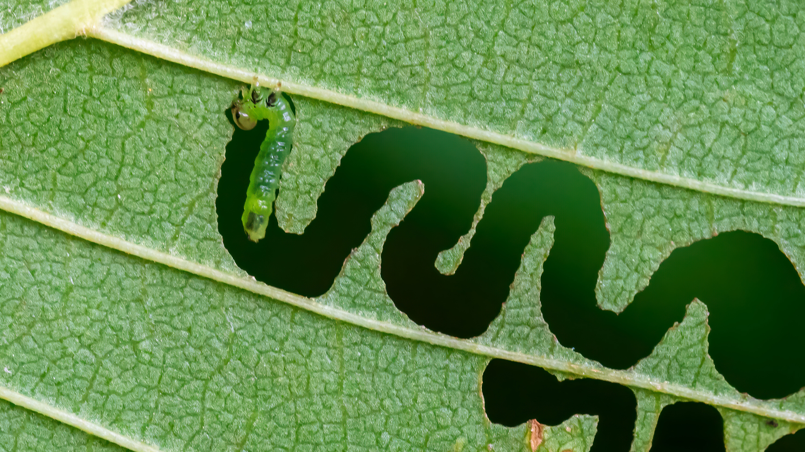 Zigzag Elm Sawfly