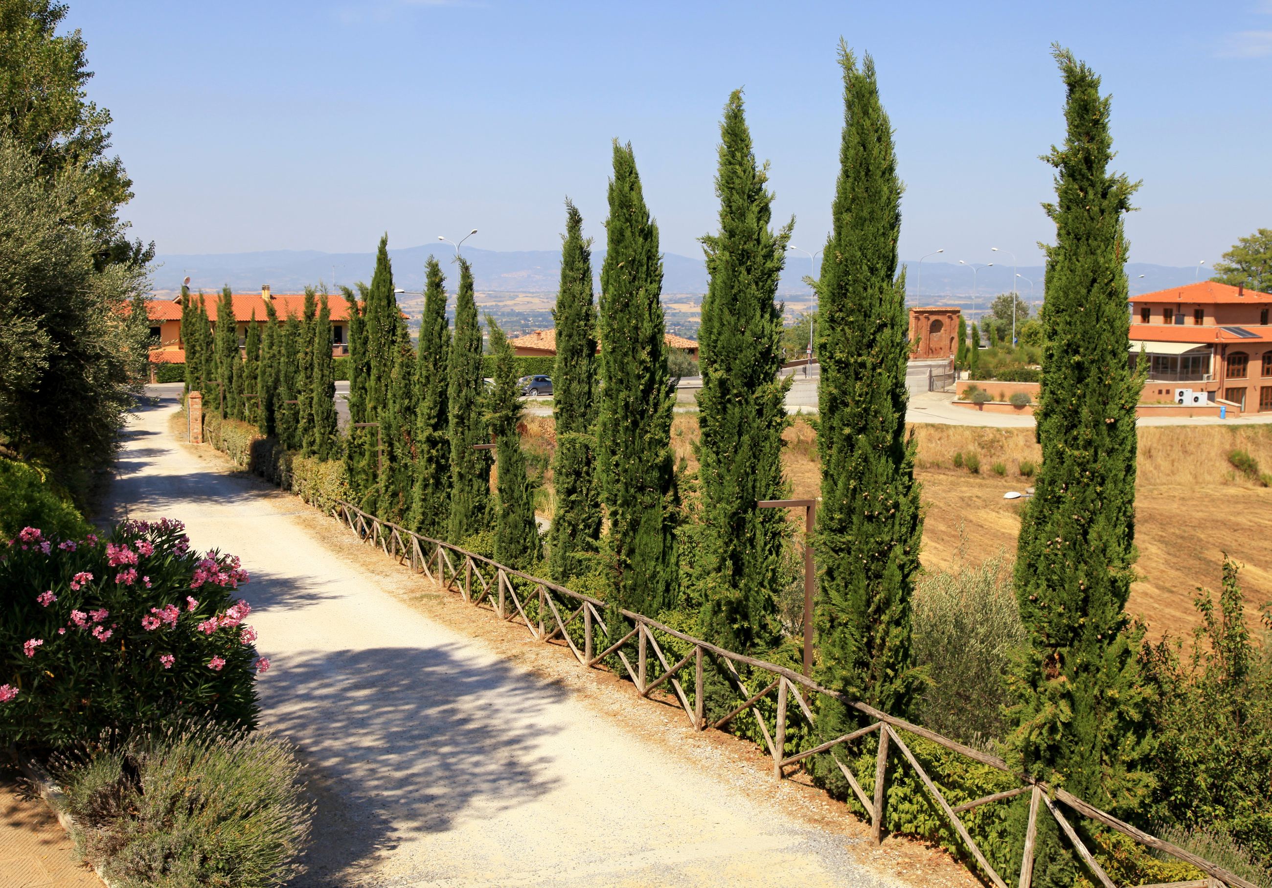 Italian Cypress