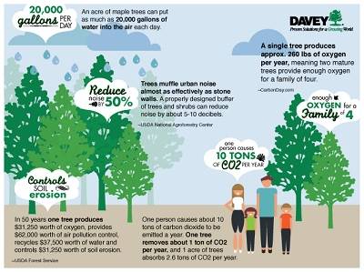 Environmental Tree Benefits