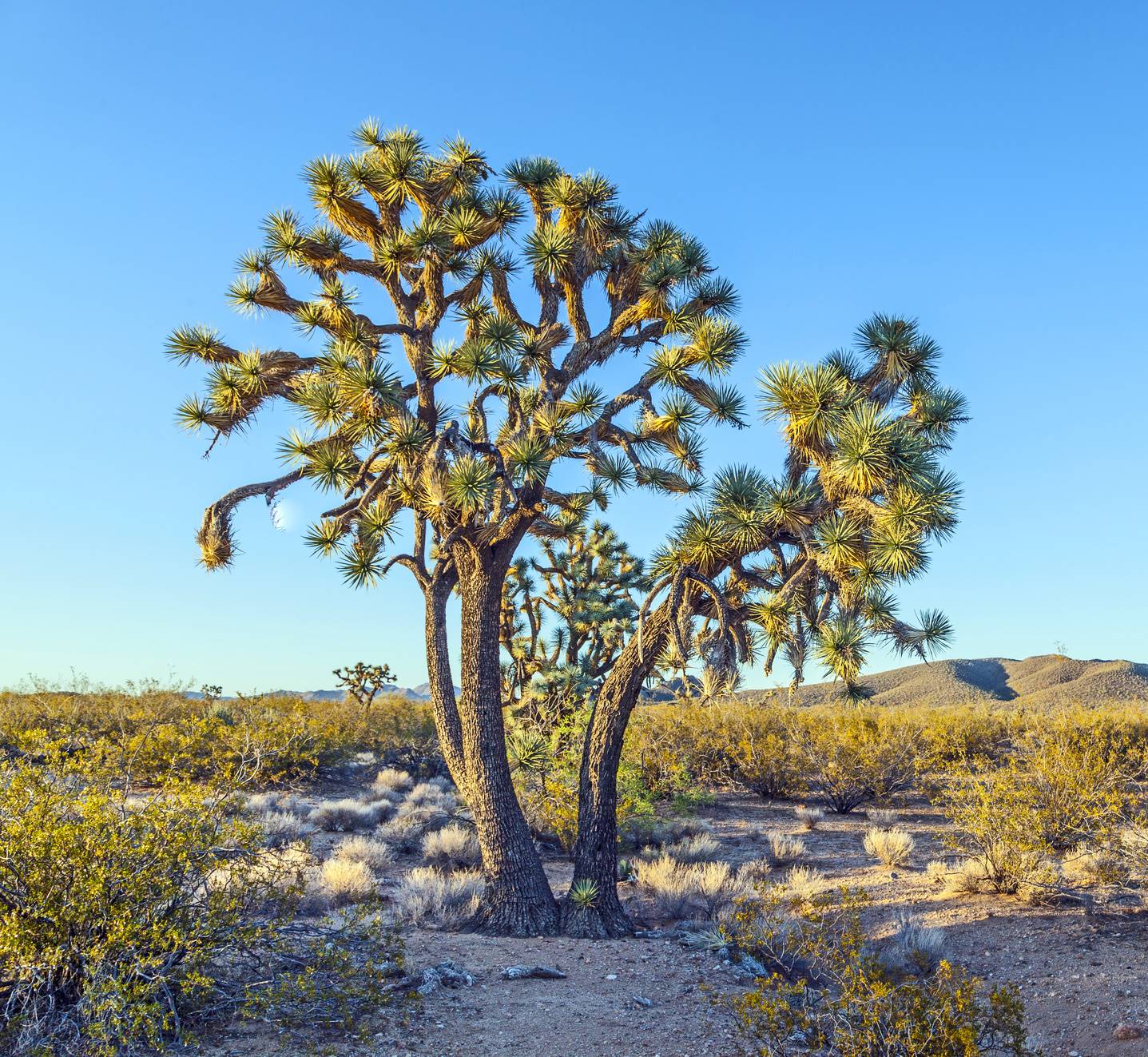 Joshua Tree Trees In Drought