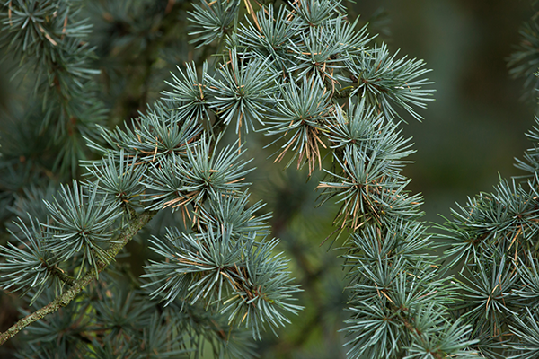Cedar Stock