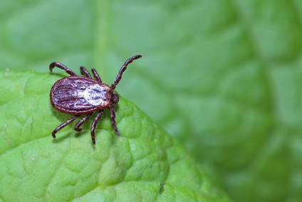 How To Keep Ticks Out Of Your Yard Davey Tree
