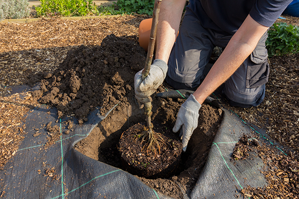 Newly Planted Tree Care