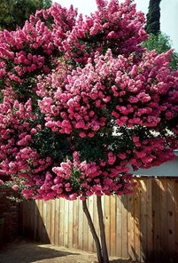 Dwarf Flowering Trees To Plant In Small Spaces Crape Myrtle Davey Tree