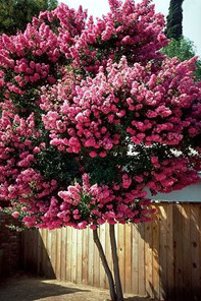 Dwarf Flowering Trees To Plant In Small Spaces Crape Myrtle Davey Tree