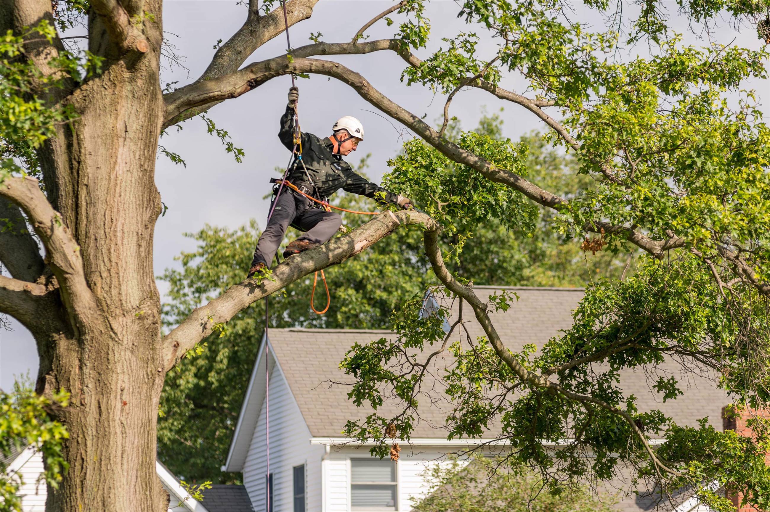 How Often To Prune Trees And Oak Trees Davey Tree