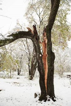 Davey Tree Storm Damage Split Tree