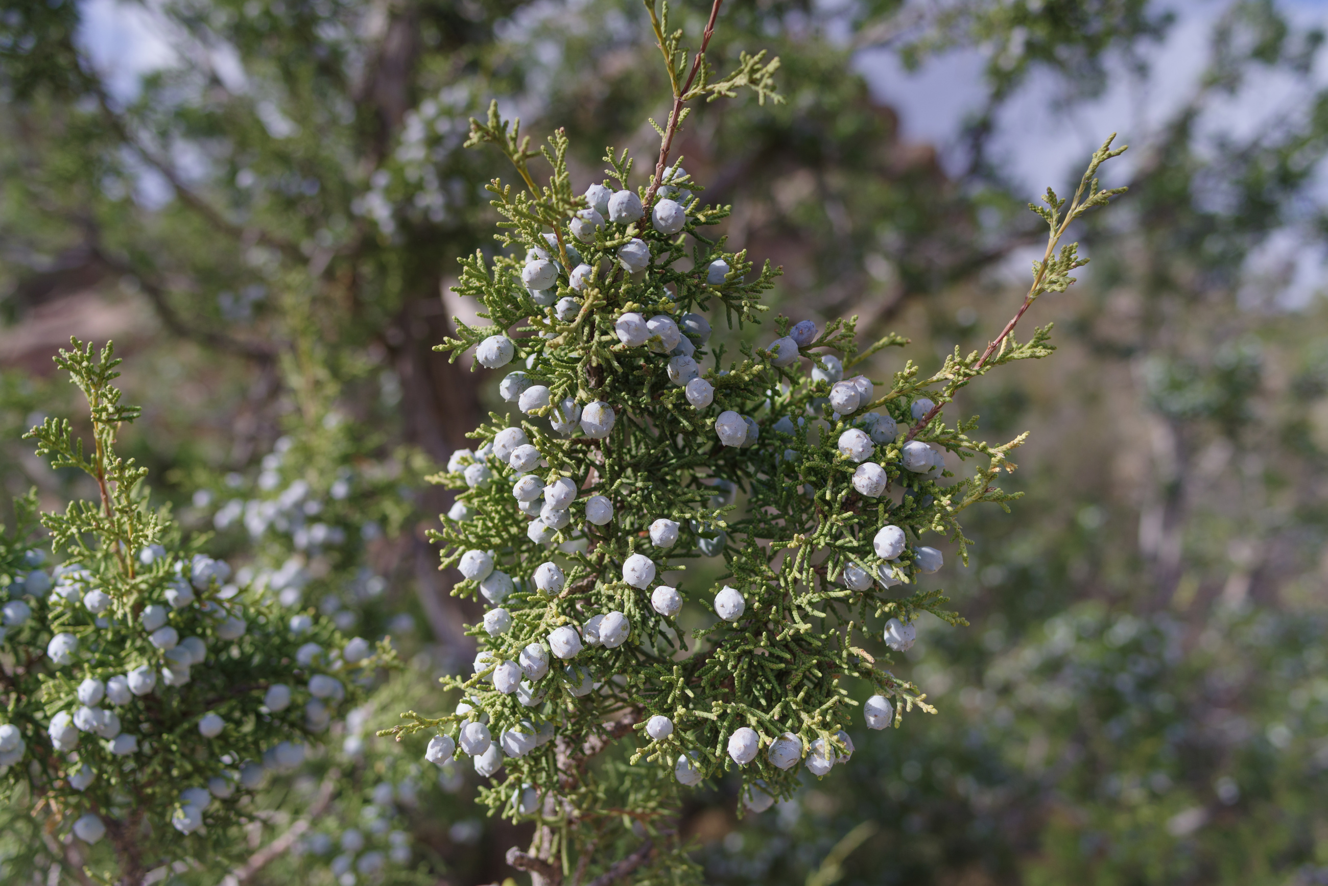 Alligator Juniper Branch