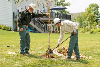 Trees To Plant To Increase Property Value Davey Tree